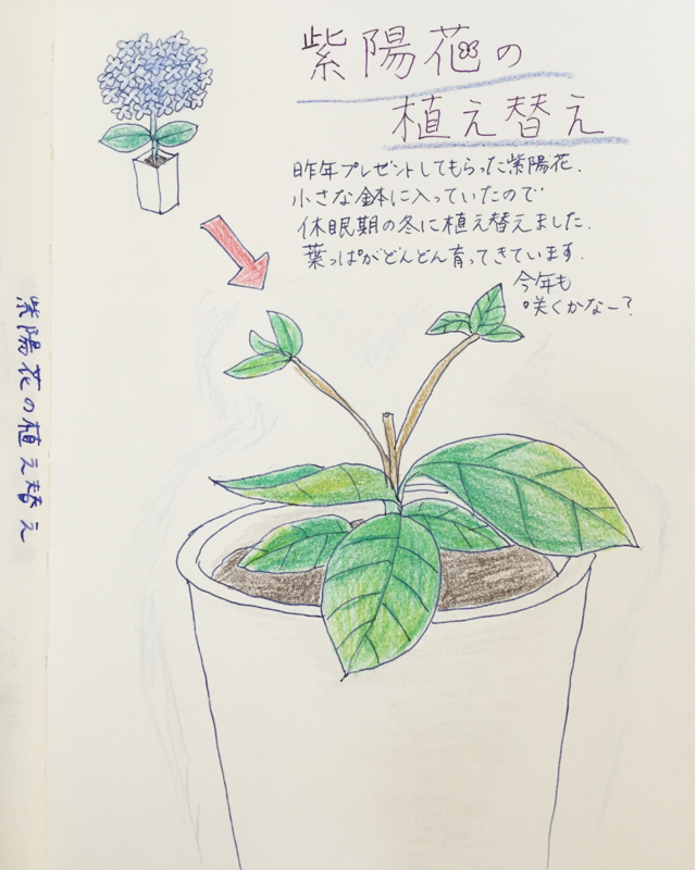 紫陽花の鉢植え 白と色々 紫陽花の鉢植え 白と色々